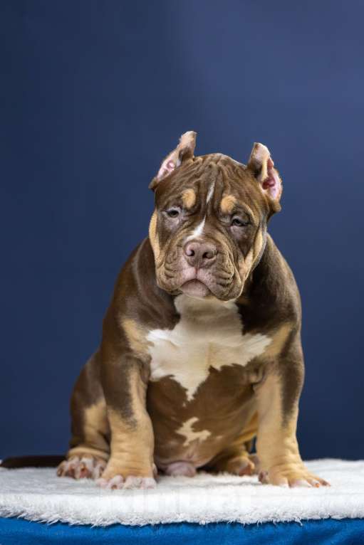 Собаки в Санкт-Петербурге: Щенок Американский булли покет Мальчик, 150 000 руб. - фото 8