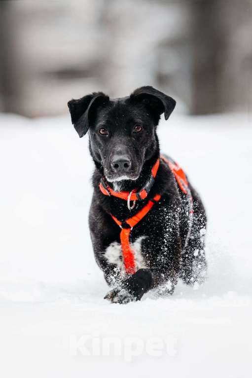 Собаки в Москве: Ваниль в поисках своей семьи! Девочка, Бесплатно - фото 8
