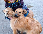 Собаки в Пушкино: в добрые руки Мальчик, 1 руб. - фото 1