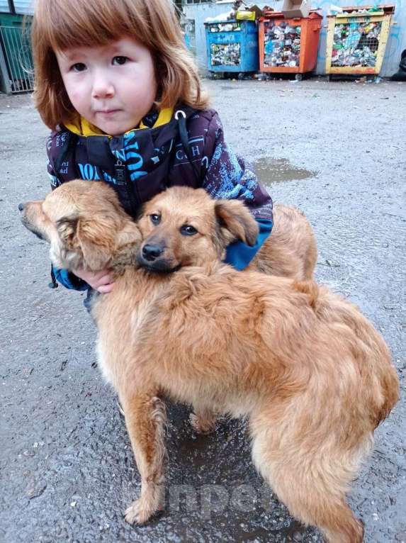 Собаки в Пушкино: в добрые руки Мальчик, 1 руб. - фото 1