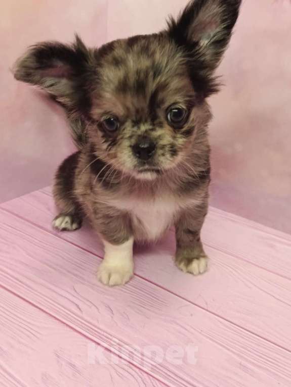 Собаки в других городах Московской области: Джуно Мальчик, 45 000 руб. - фото 2