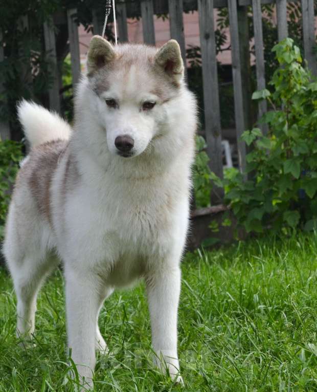 Собаки в Екатеринбурге: Щенки сибирской хаски РКФ Девочка, 45 000 руб. - фото 8