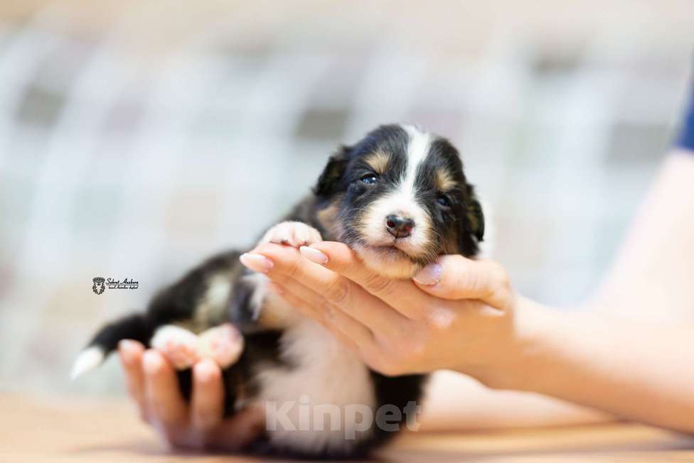 Собаки в Москве: Австралийская овчарка, аусси Мальчик, 50 000 руб. - фото 3