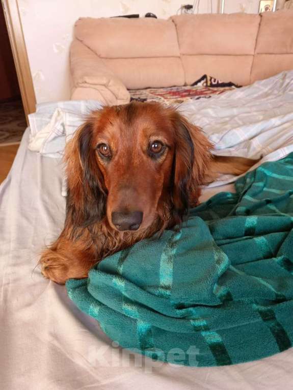 Собаки в Санкт-Петербурге: Вязка Мальчик, 1 руб. - фото 1