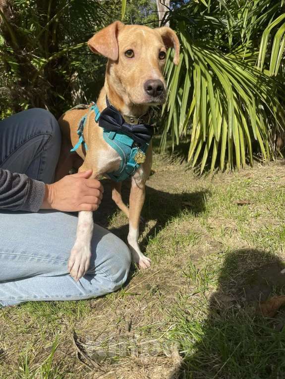 Собаки в Люберцах: Солнечный парень Вилли в поисках родителей Мальчик, Бесплатно - фото 9