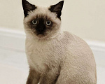 Кошки в Грозном: Котята Девочка, 15 000 руб. - фото 1