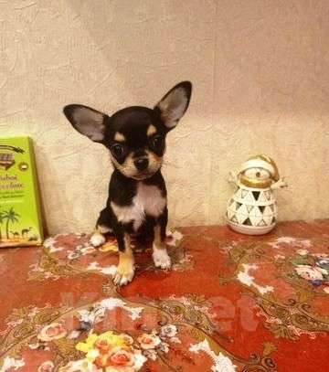 Собаки в Москве: Изумительная трёхцветная красотка Девочка, 50 000 руб. - фото 2