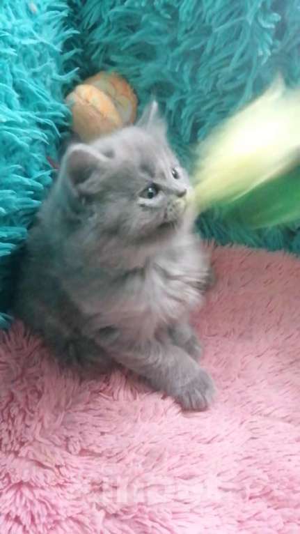 Кошки в Москве: Шотландские котята  Девочка, 10 000 руб. - фото 8