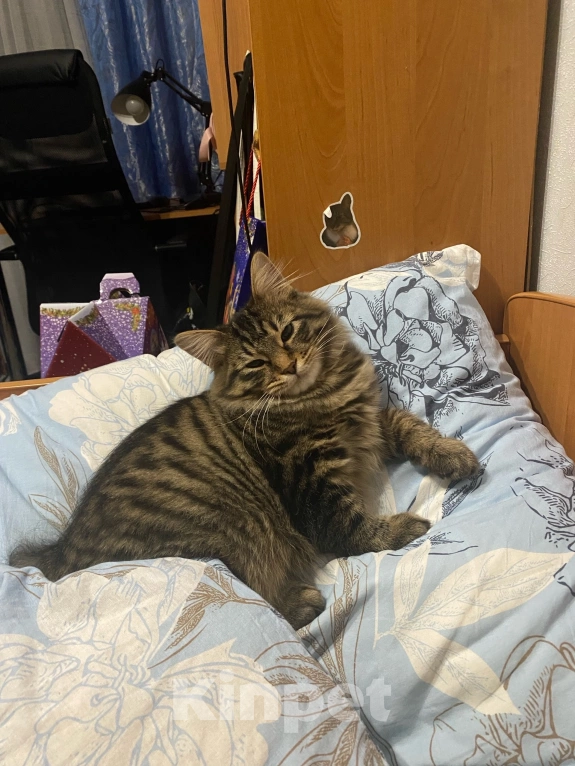 Кошки в Ярославле: Ищу питомца Мальчик, 5 000 руб. - фото 2