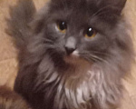 Кошки в Москве:  Серенькая с белым  маленькая сибирячка Девочка, 15 000 руб. - фото 7