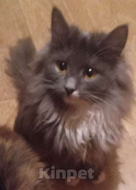 Кошки в Москве:  Серенькая с белым  маленькая сибирячка Девочка, 15 000 руб. - фото 7