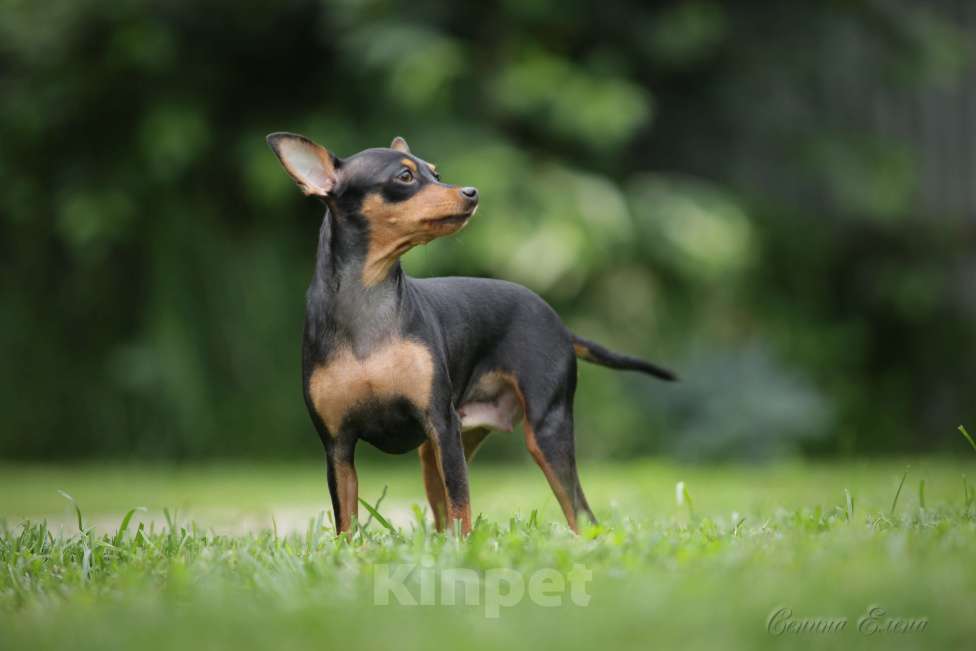 Собаки в Москве: Пражский крысарик мальчик Мальчик, 45 000 руб. - фото 3
