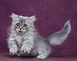 Кошки в Барнауле: Кошечка Юлиана💖 Девочка, Бесплатно - фото 3