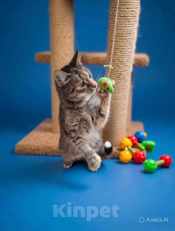 Кошки в Санкт-Петербурге: молодай кошка. очень ласковая. привита и кастрирована. Девочка, Бесплатно - фото 3