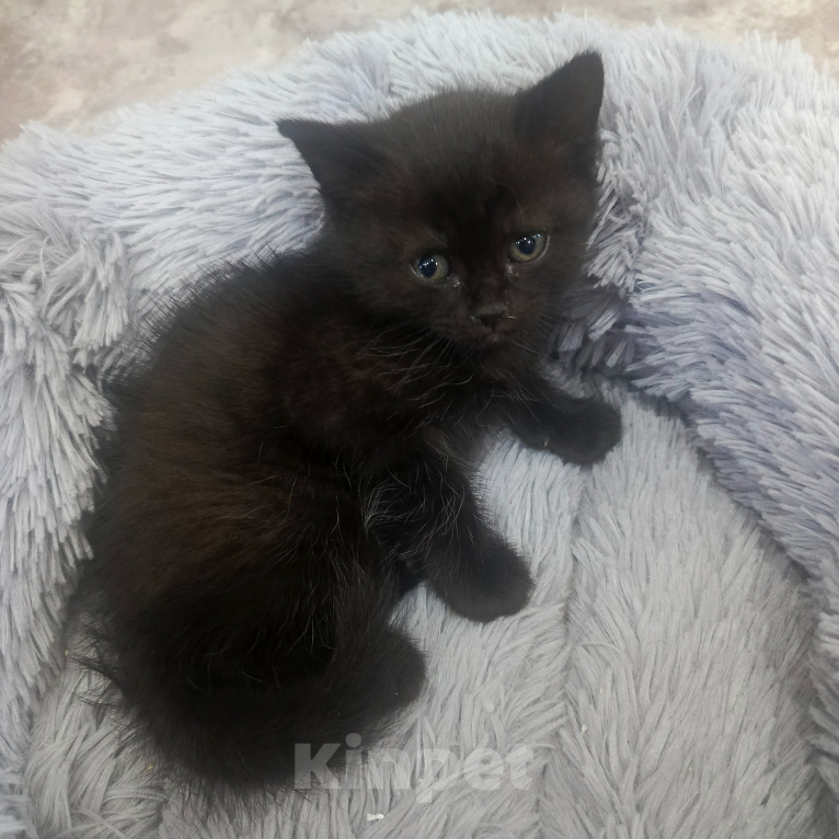 Кошки в Черемхово: Отдам в добрые руки 2 маленьких кошечек Девочка, Бесплатно - фото 1