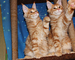 Кошки в Саратове: Котики мейн-кун Мальчик, 18 000 руб. - фото 2