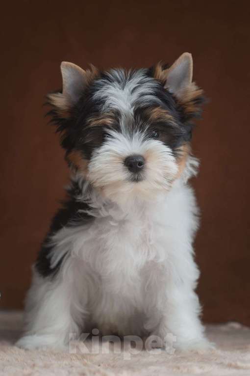 Собаки в Перми: Щенок бивер терьера Мальчик, Бесплатно - фото 2