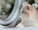 Кошки в Владивостоке: Котенок с медовым характером Девочка, 80 000 руб. - фото 3