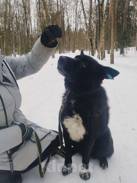 Собаки в Балашихе: Эдгар Мальчик, Бесплатно - фото 3