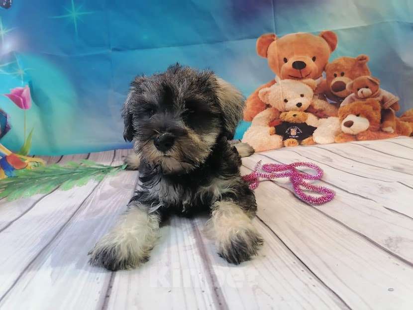 Собаки в Санкт-Петербурге: Цвергшнауцер девочка Девочка, 40 000 руб. - фото 2