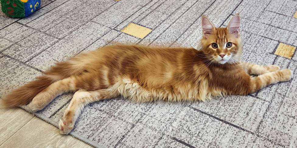 Кошки в Санкт-Петербурге: Котёнок мейн кун из питомника Fiery Friend Мальчик, 70 000 руб. - фото 6