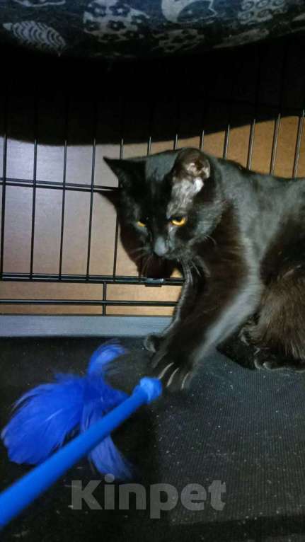 Кошки в Москве: Котенок Бусик Мальчик, Бесплатно - фото 1