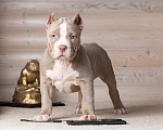 Собаки в Королеве: Американский булли Девочка, 150 000 руб. - фото 8