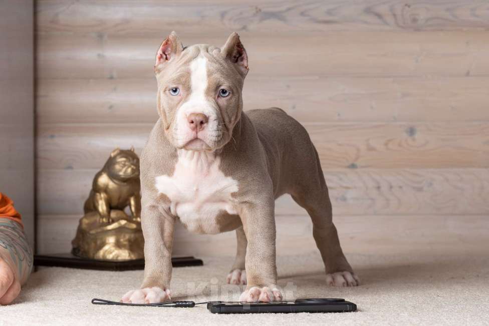 Собаки в Королеве: Американский булли Девочка, 150 000 руб. - фото 8