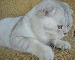 Кошки в Саратове: Вязка с ласковым,но напористым котом, 1 000 руб. - фото 2