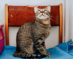 Кошки в Реутове: Роскошная кошка Марвина в добрые руки.  Девочка, Бесплатно - фото 4