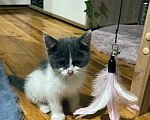 Кошки в Москве: 🐱Ищем семью для котёнка, возраст около 3 месяцев! Девочка, 100 руб. - фото 1