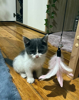 🐱Ищем семью для котёнка, возраст около 3 месяцев!
