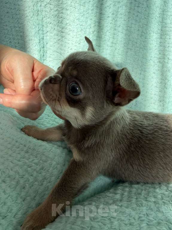 Собаки в Ижевске: Щенок чихуахуа Мальчик, 70 000 руб. - фото 5