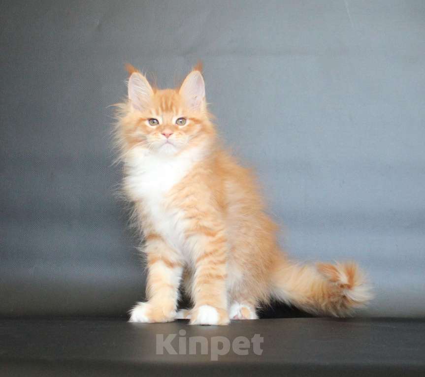 Кошки в Екатеринбурге: Дионис рыжуня мальчик Мальчик, 50 000 руб. - фото 7