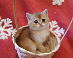 Кошки в Екатеринбурге: Продаются котятки породы Британская короткошерстная, окрас «Золотая шиншилла» Девочка, 25 000 руб. - фото 5