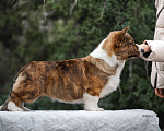 Собаки в других городах Краснодарского края: Щенки вельш корги кардиган Мальчик, 60 000 руб. - фото 3