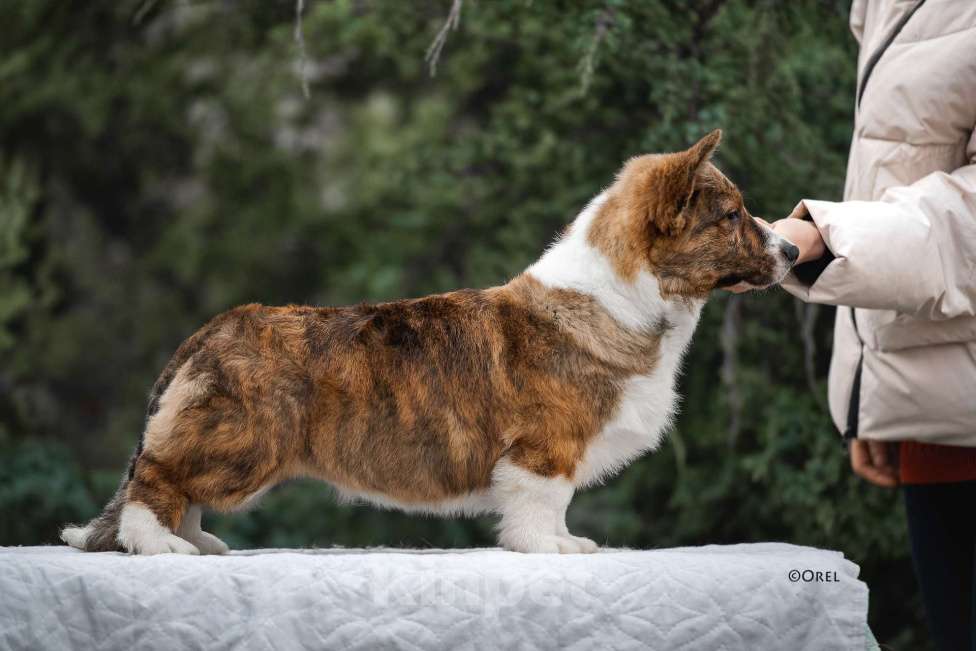 Собаки в других городах Краснодарского края: Щенки вельш корги кардиган Мальчик, 60 000 руб. - фото 3
