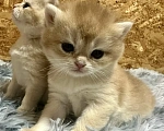 Кошки в Томске: Британские котята Девочка, 45 000 руб. - фото 6