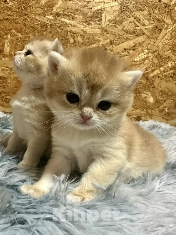 Кошки в Томске: Британские котята Девочка, 45 000 руб. - фото 6