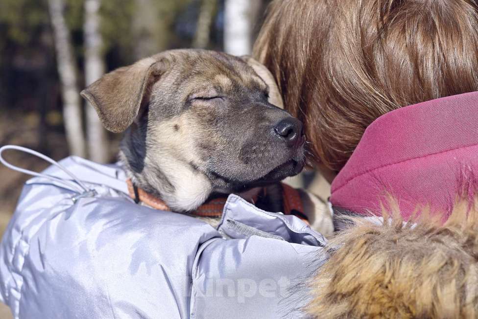 Собаки в Пушкино: Линк, 3 месяца. Метис шарпея Мальчик, 500 руб. - фото 6