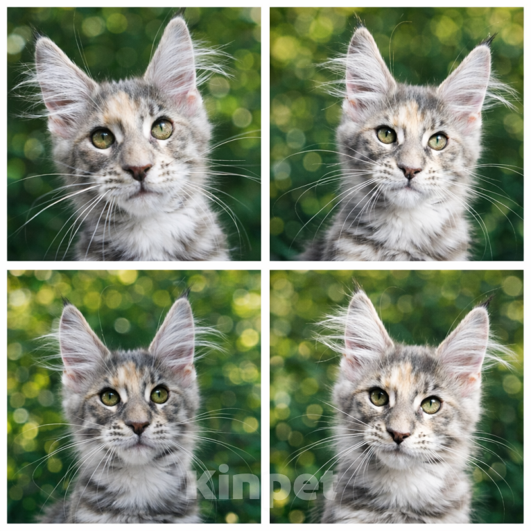 Кошки в Геленджике: Продаётся котёнок мейн-кун, девочка, серебристый окрас fs 24, из питомника EdenLight (Геленджик) Девочка, 35 000 руб. - фото 2