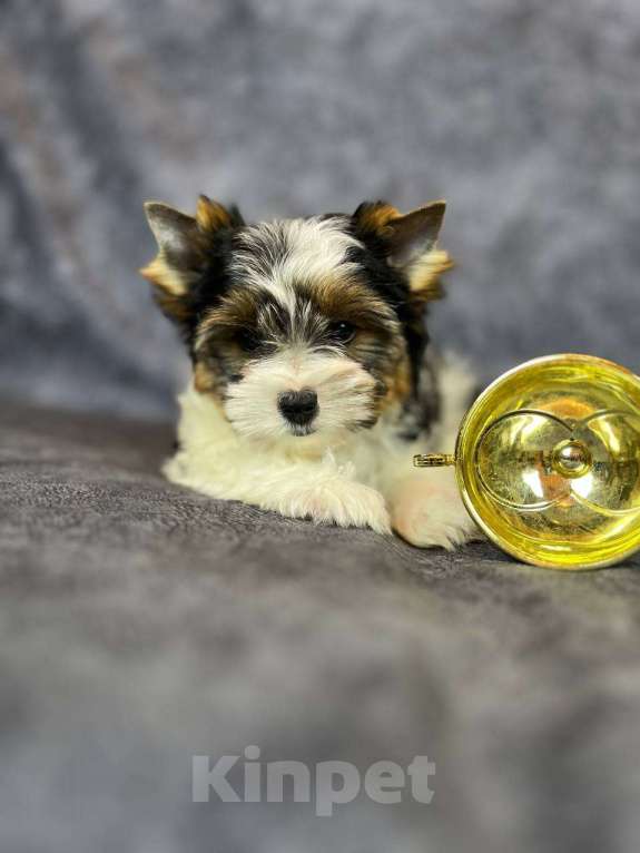 Собаки в Вологде: Очень милый щенок бивер терьера Тайлер (Тай). Перспективный для выставок и разведения.   Мальчик, 90 000 руб. - фото 4