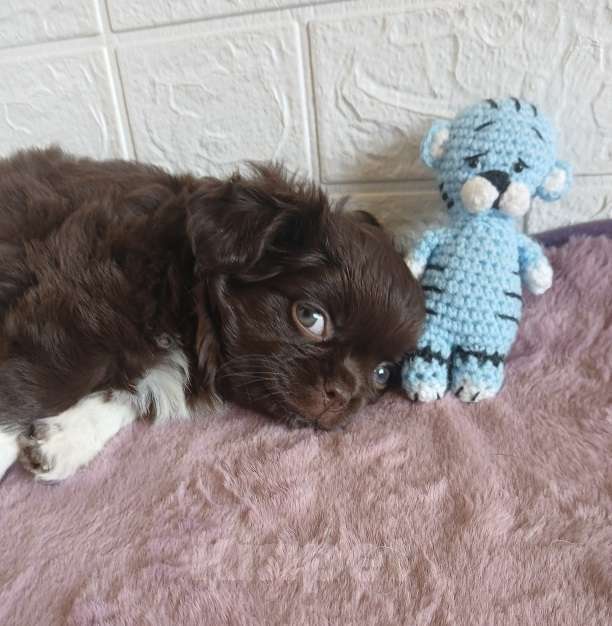 Собаки в Иркутске: Продаю щенков чихуахуа длинношерстных Девочка, 55 000 руб. - фото 3