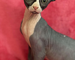 Кошки в Новосибирске: Канадский сфинкс котенок Мальчик, 15 000 руб. - фото 2