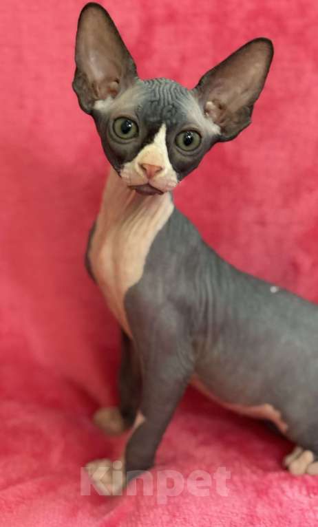 Кошки в Новосибирске: Канадский сфинкс котенок Мальчик, 15 000 руб. - фото 2