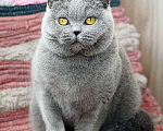 Кошки в Москве: Взрослая голубая британская девочка в добрые руки. Девочка, 20 000 руб. - фото 2