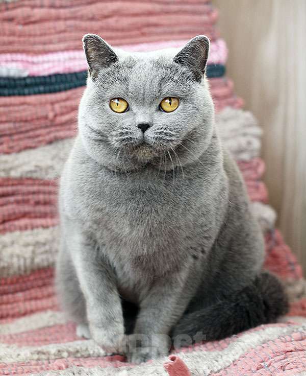 Кошки в Москве: Взрослая голубая британская девочка в добрые руки. Девочка, 20 000 руб. - фото 2