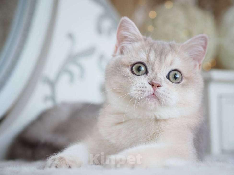 Кошки в Москве: Британская девочка Аура Девочка, 100 000 руб. - фото 4