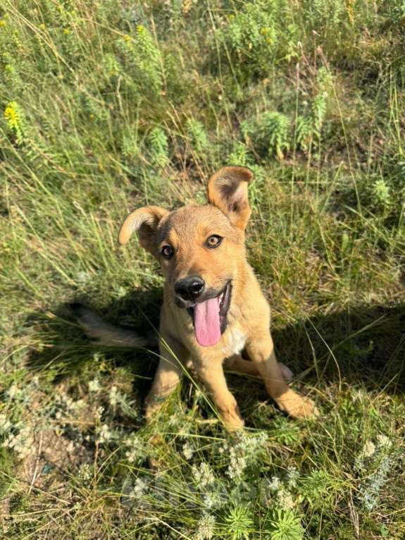 Собаки в Москве: Отдам в добрые руки. Бесплатно  Девочка, Бесплатно - фото 2