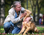 Собаки в Москве: Собака бесплатно. Москва и МО. Ева Девочка, Бесплатно - фото 6